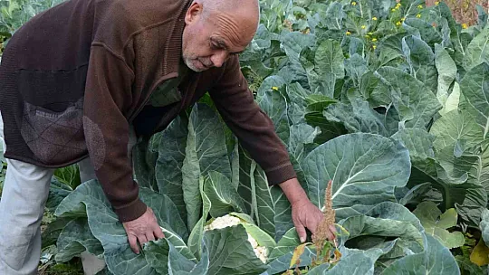 'Hedefim 10 bin kök yetiştirmek'