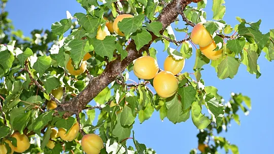 Kayısıda hasat dönemi