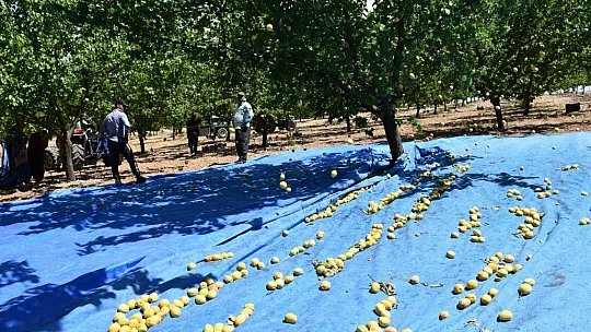 Kayısıda hasat dönemi