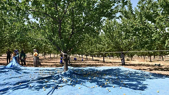 Kayısıda hasat dönemi