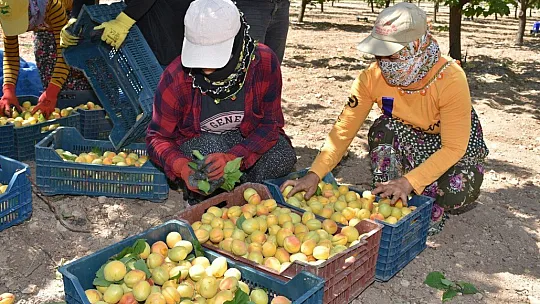 Kayısıda hasat dönemi