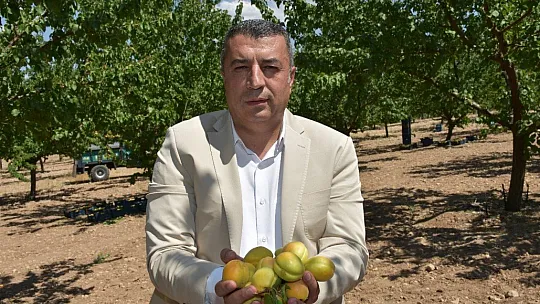 Kayısıda hasat dönemi