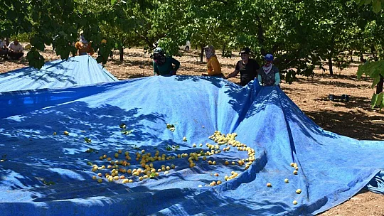 Kayısıda hasat dönemi