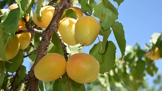 Kayısıda hasat dönemi