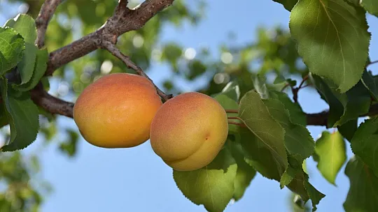 Kayısıda hasat dönemi