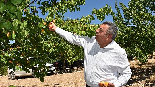 Kayısıda hasat dönemi
