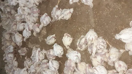 Binlerce tavuk telef oldu