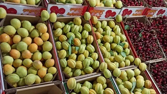 Kayısı cep yakıyor