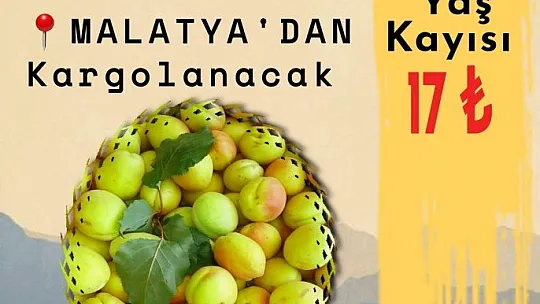 Kayısı cep yakıyor