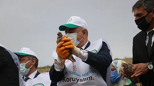 Keklikler doğaya salındı