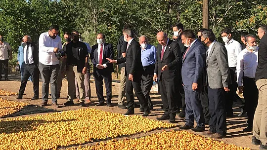 Cumhurbaşkanı kayısı serdi