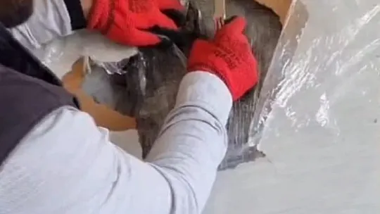 Malatya'da skunk ele geçirildi