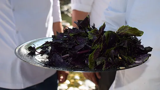 'Pesto'ya rakip oldular