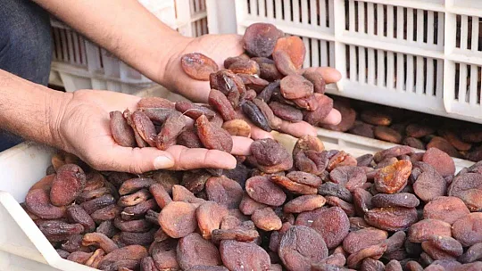 Kayısı fiyatı rekor kırdı