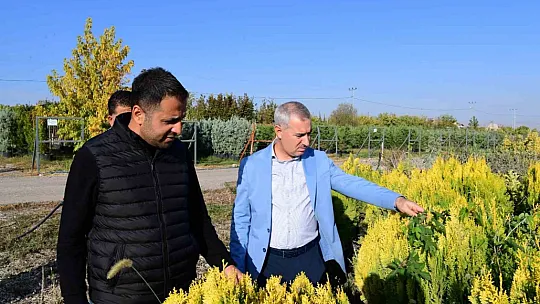 Yeşilyurt Beylerderesi yeşillenecek
