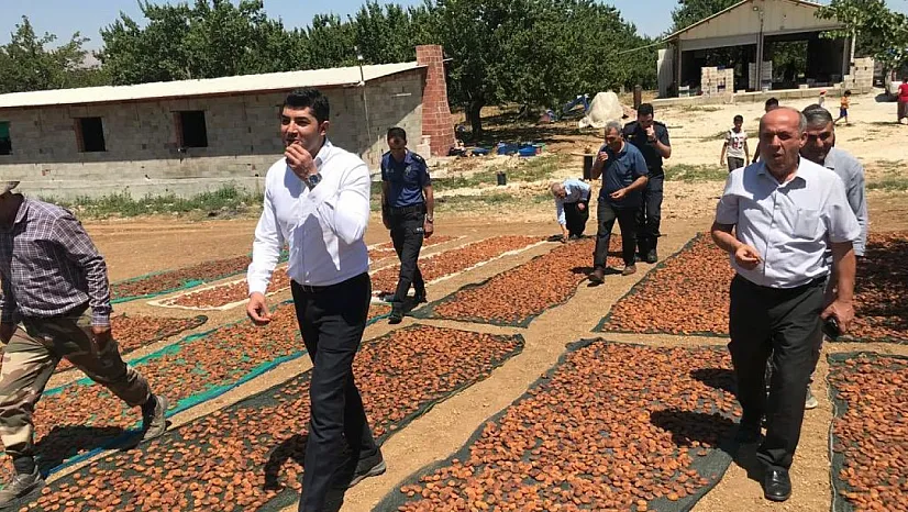 Kayısı hasadında sona doğru